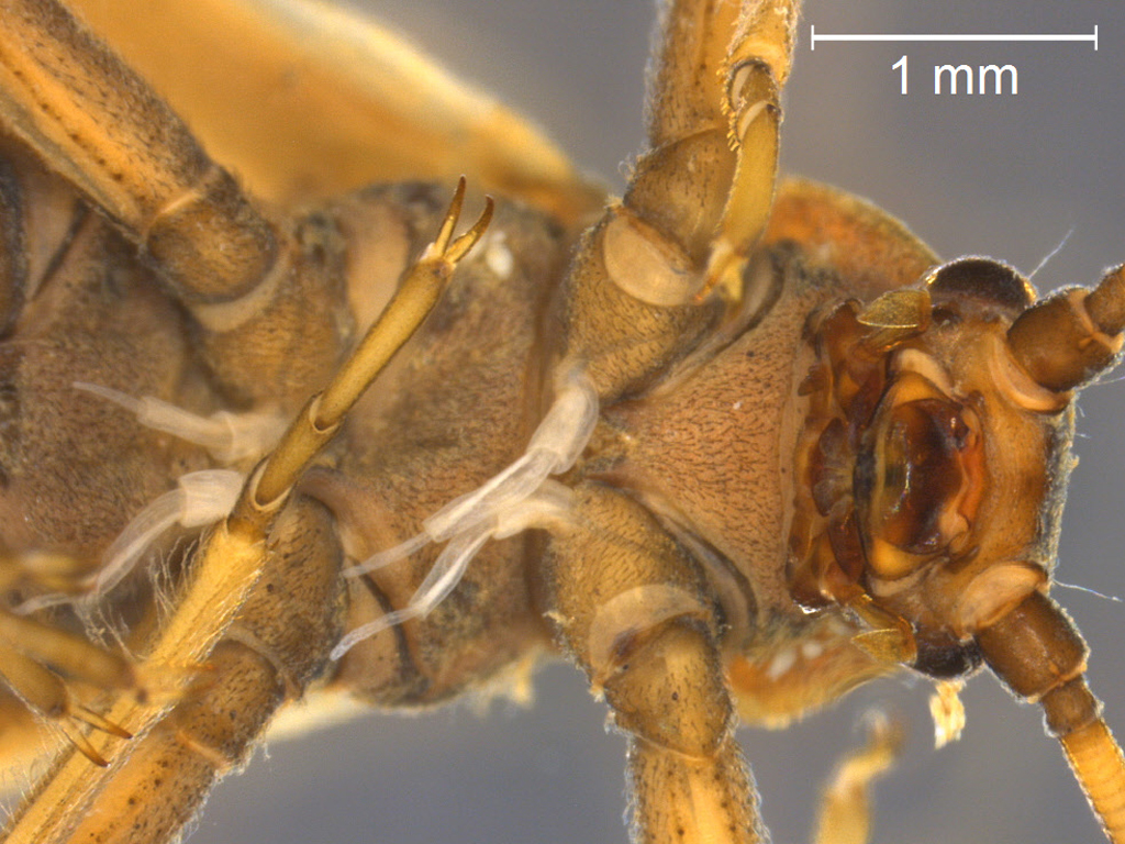 Taeniopteryx nebulosa